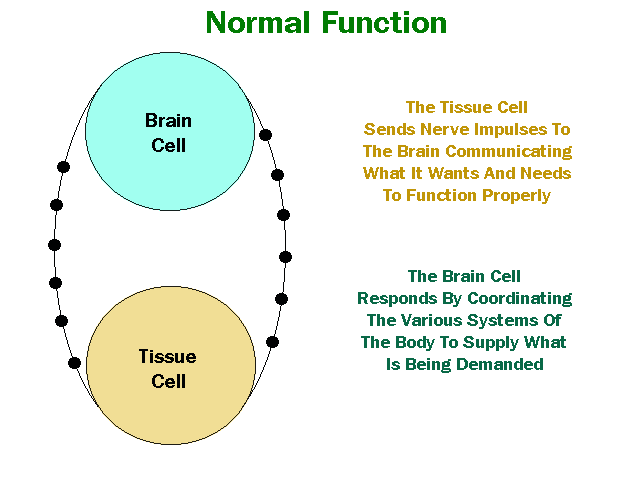 Normal Nerve Function
