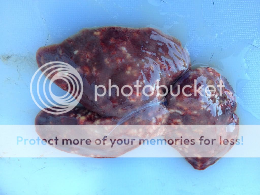 e66fbdb896c979327b6a77de54df9f60_zpsf87d