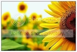 sun flower Pictures, Images and Photos