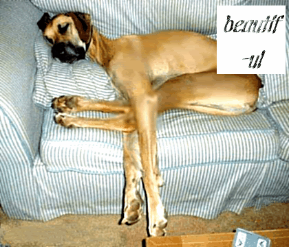 Great Dane Graphics, Pictures, & Images for Myspace Layouts Great Dane Graphics, Pictures, & Images for Myspace Layouts