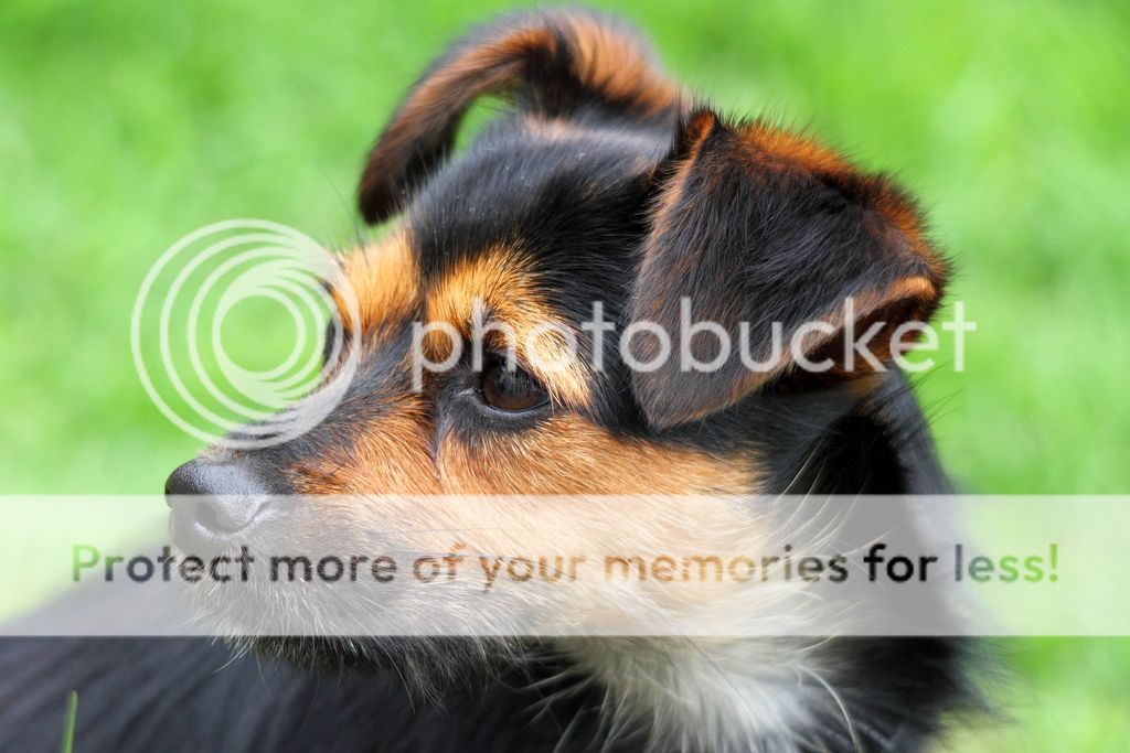 IMAGE: http://i574.photobucket.com/albums/ss187/pastymen/150-500%20shots/poppylookingleft.jpg