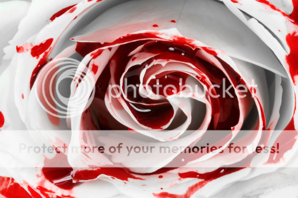 White Blood Rose Photo by trivallia Photobucket