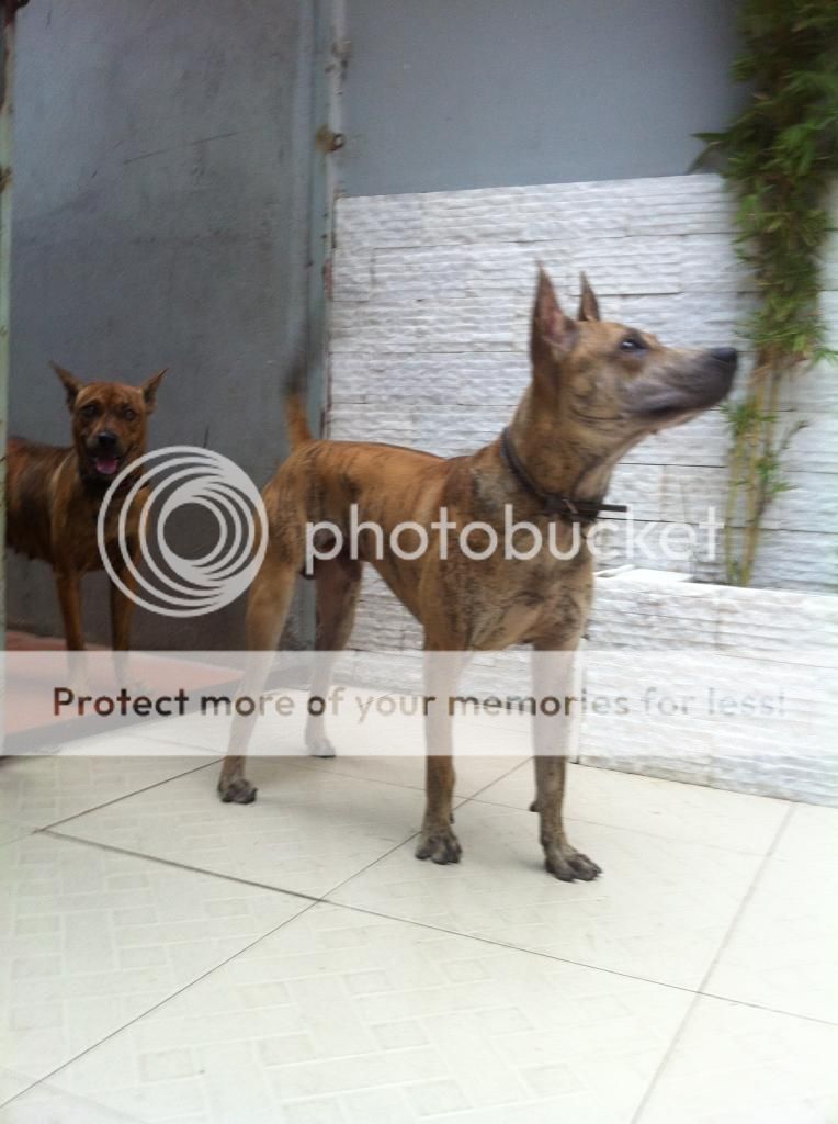 Bán chó PhúQuốc con thuần chủng cực đẹp !!! - 3