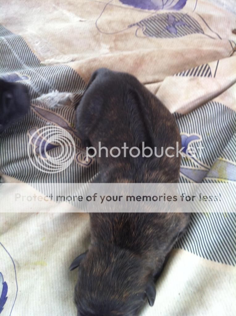 Bán chó PhúQuốc con thuần chủng cực đẹp !!! - 11