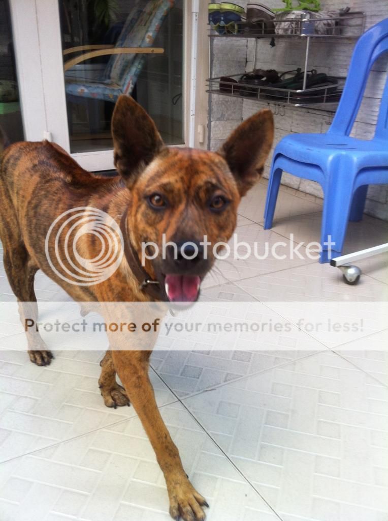 Bán chó PhúQuốc con thuần chủng cực đẹp !!! - 4