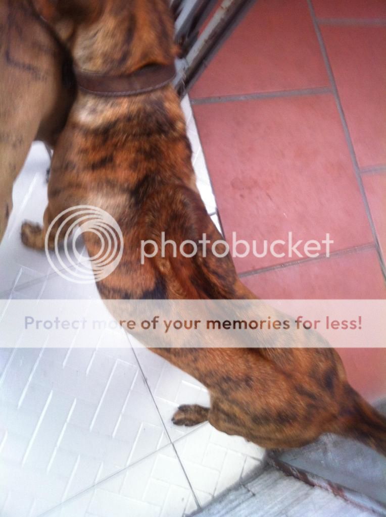 Bán chó PhúQuốc con thuần chủng cực đẹp !!! - 5