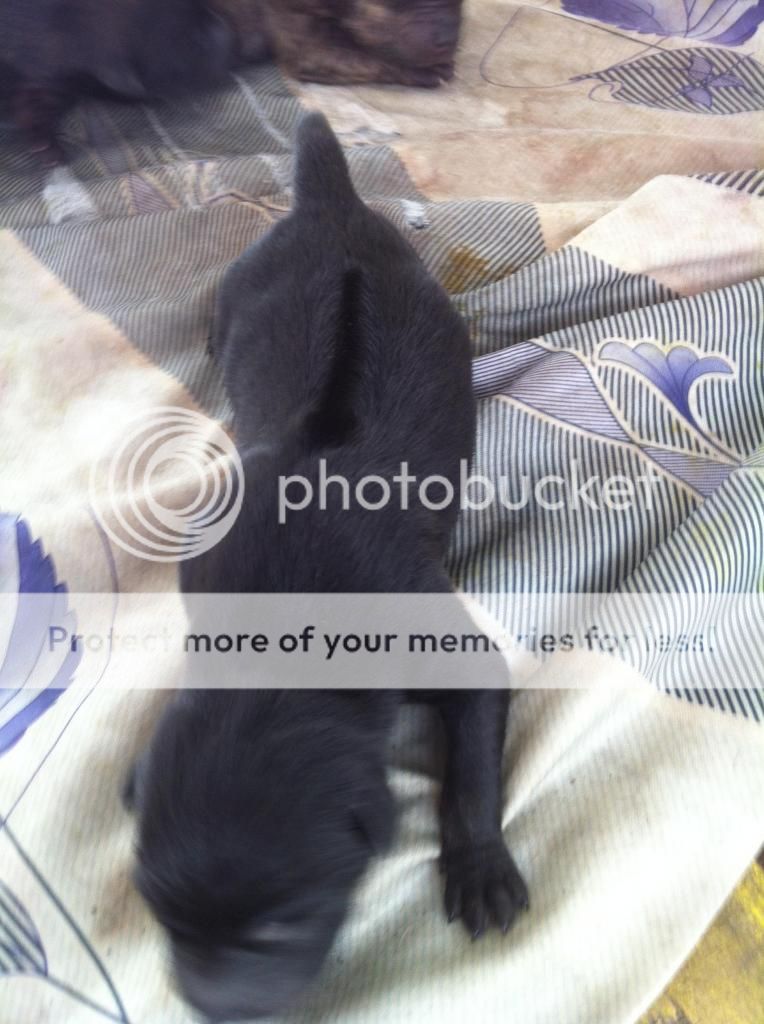 Bán chó PhúQuốc con thuần chủng cực đẹp !!! - 10