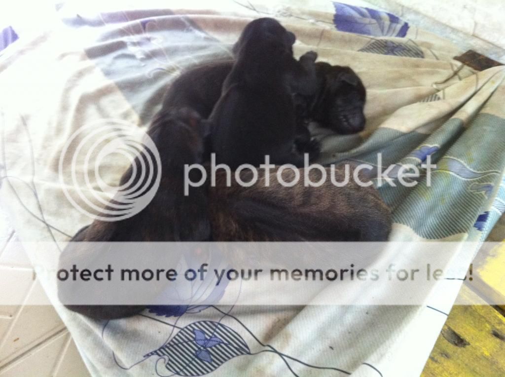 Bán chó PhúQuốc con thuần chủng cực đẹp !!! - 9