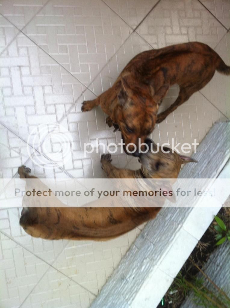 Bán chó PhúQuốc con thuần chủng cực đẹp !!! - 6