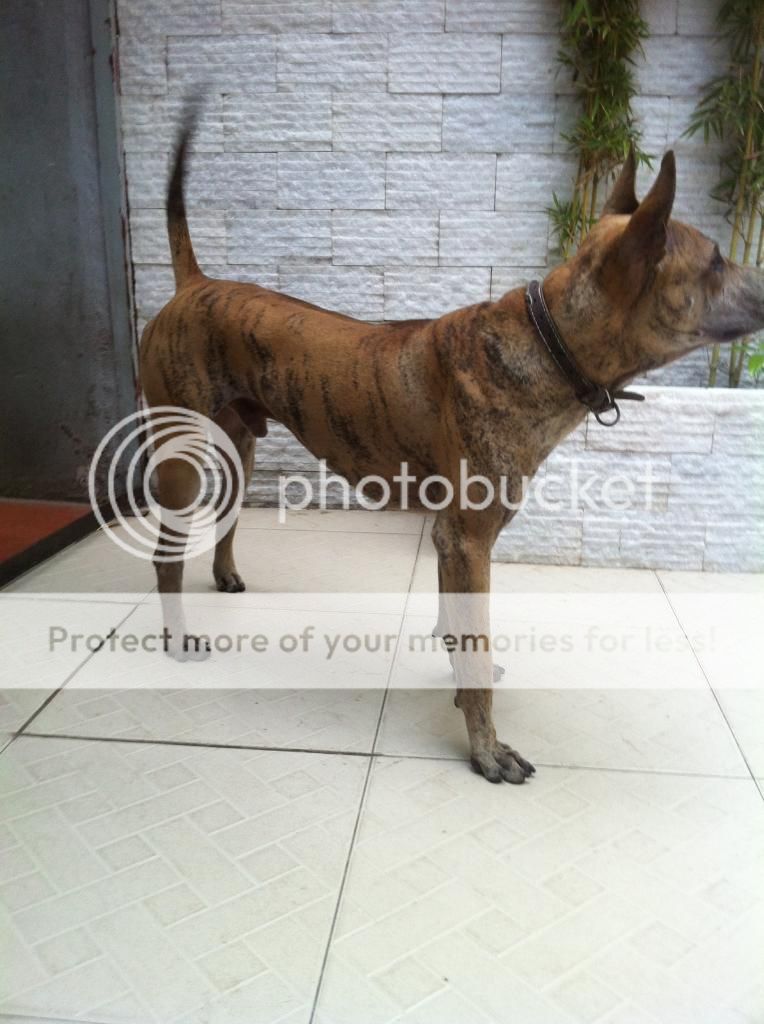 Bán chó PhúQuốc con thuần chủng cực đẹp !!! - 7