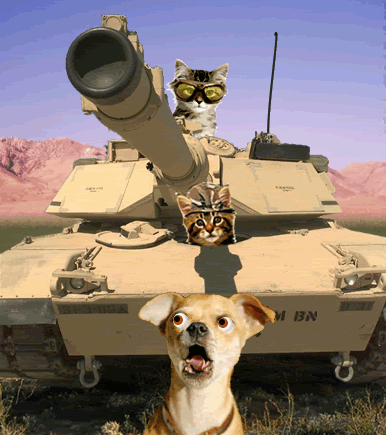 kp photo kittypower.gif