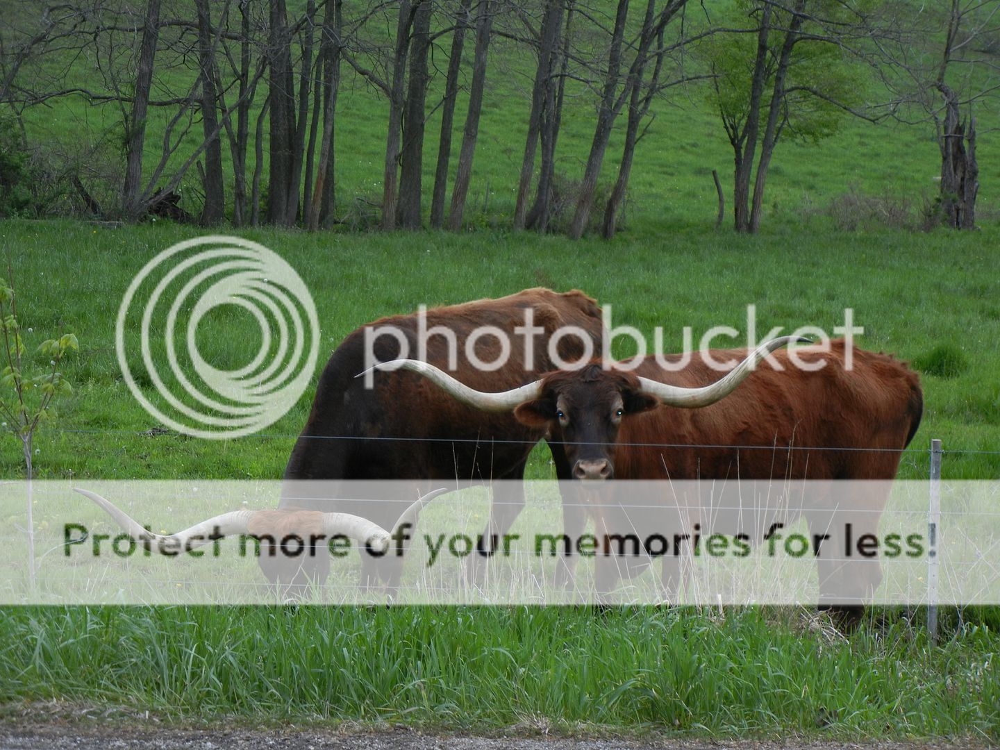 File Attachment: